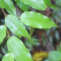 Doona trapezifolia Thwaites